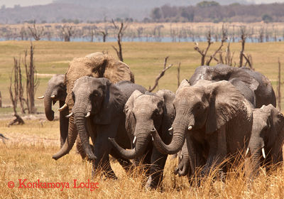 Elephant